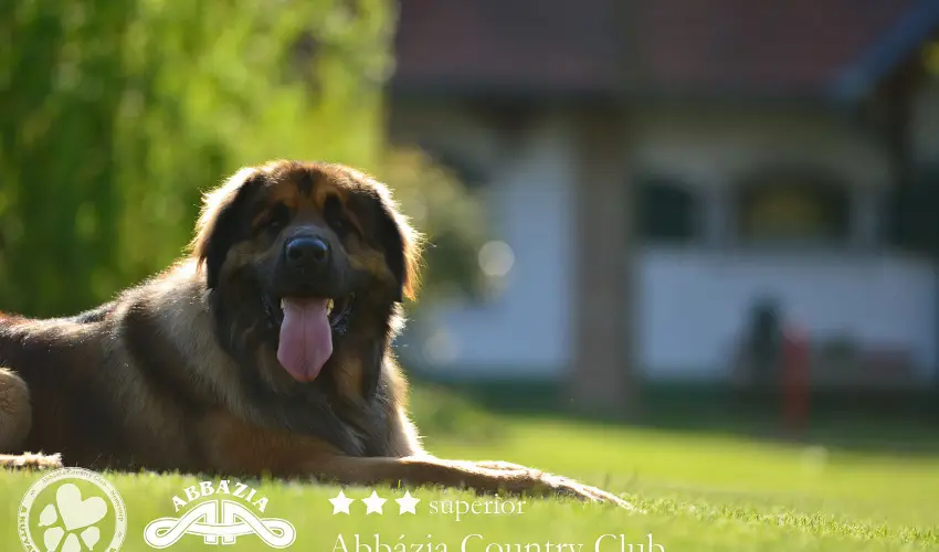 Abbzia Country Club Nemesnp - Karcsony - teljes elrefizetssel