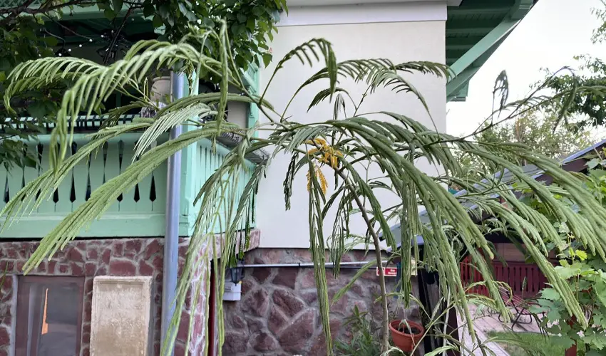 dm Apartman Balatonfldvr - Karcsony