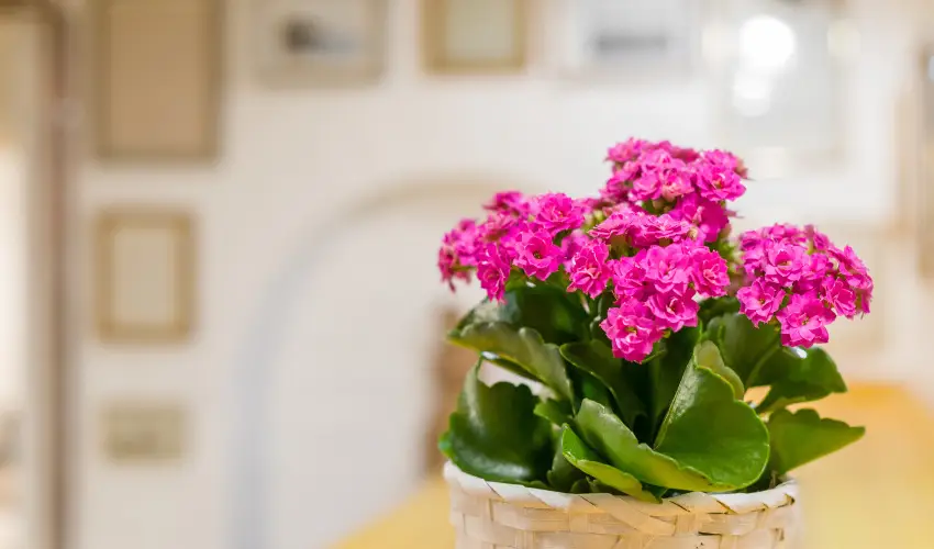 dm Apartman Balatonfldvr - Karcsony