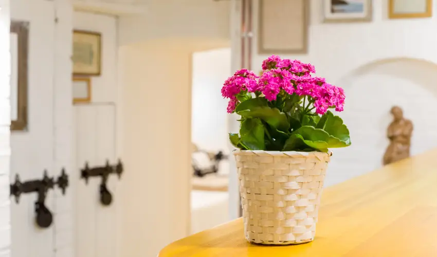 dm Apartman Balatonfldvr - Karcsony