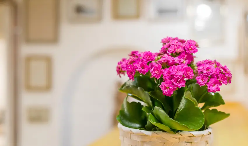 dm Apartman Balatonfldvr - Karcsony