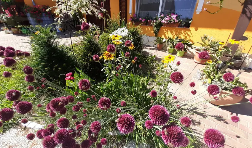 Andrea Vendghz Kehidakustny - Karcsony (min. 2 j)