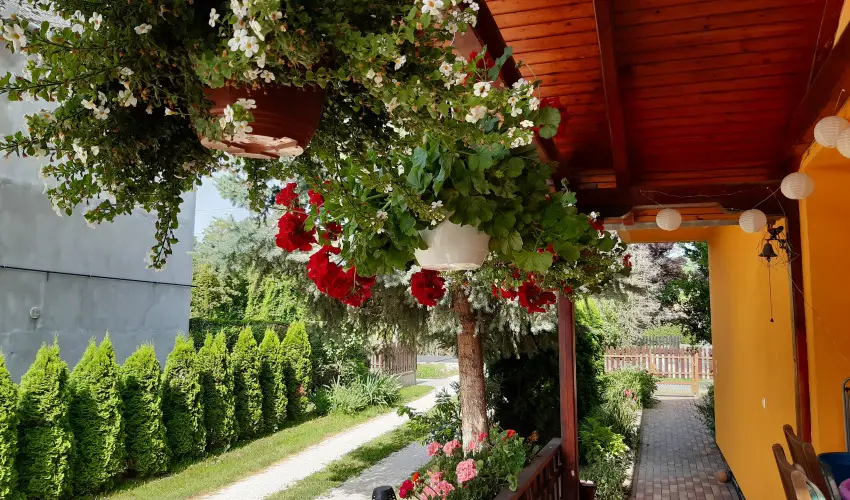 Andrea Vendghz Kehidakustny - Karcsony (min. 2 j)