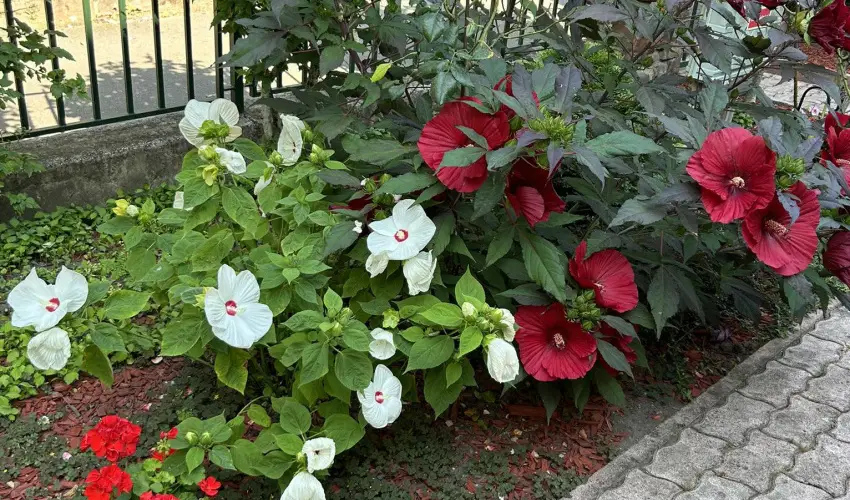 Aventurin House Rvflp - Karcsony (min. 2 j)