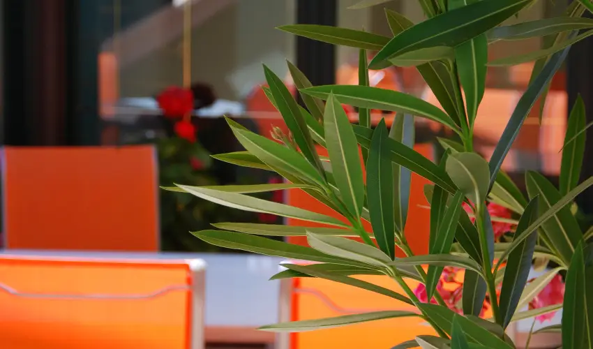 Bacchus Panzi Eger - Karcsony