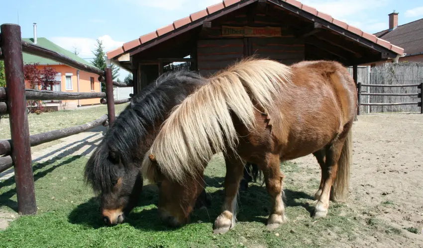 Bagolyvár Inárcs Inárcs - Karácsony