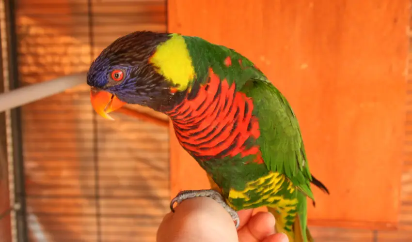 Bagolyvár Inárcs Inárcs - Karácsony