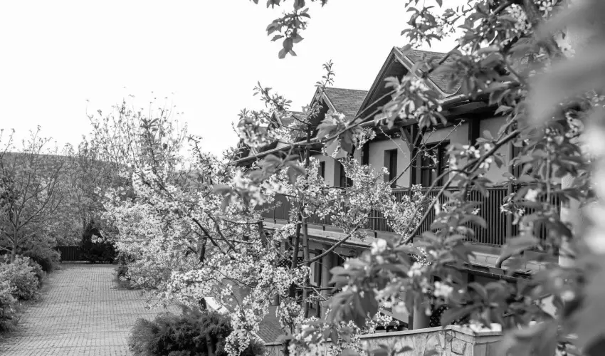 Bianka Apartman Bog�cs - Kar�csony (min. 2 �j)