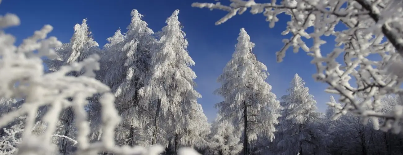 Borka Panzi Pardfrd - Karcsony