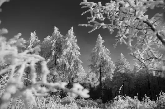 Bor�ka Panzi� - Kar�csony