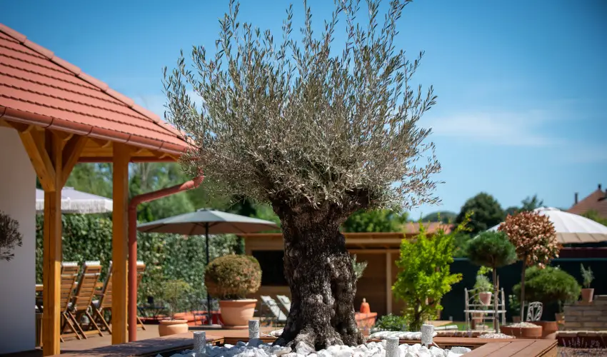 Casa Oliva Tokaj Tokaj - Karcsony (min. 3 j)