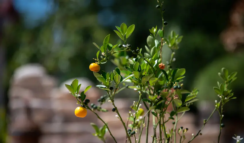 Casa Oliva Tokaj Tokaj - Karcsony (min. 3 j)