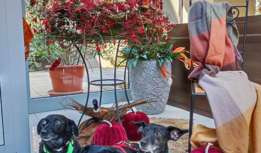 CE Plaza Hotel Sifok - Varzslatos karcsony s nnepek kztt (min. 2 j)