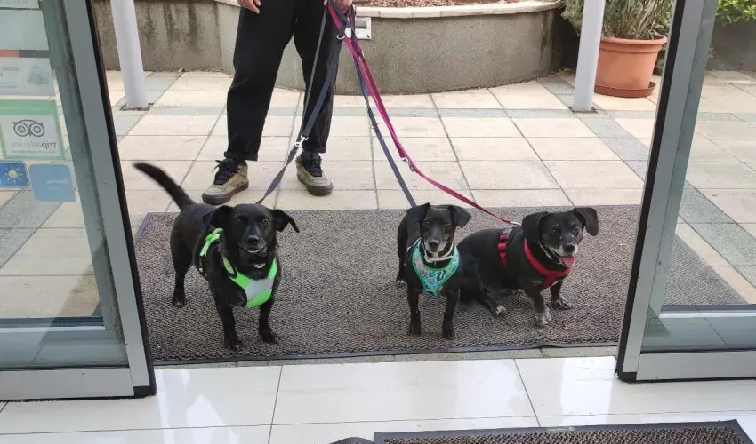 CE Plaza Hotel Sifok - Varzslatos karcsony s nnepek kztt (min. 2 j)