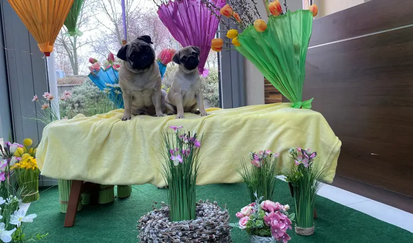 CE Plaza Hotel Sifok - Varzslatos karcsony s nnepek kztt (min. 2 j)