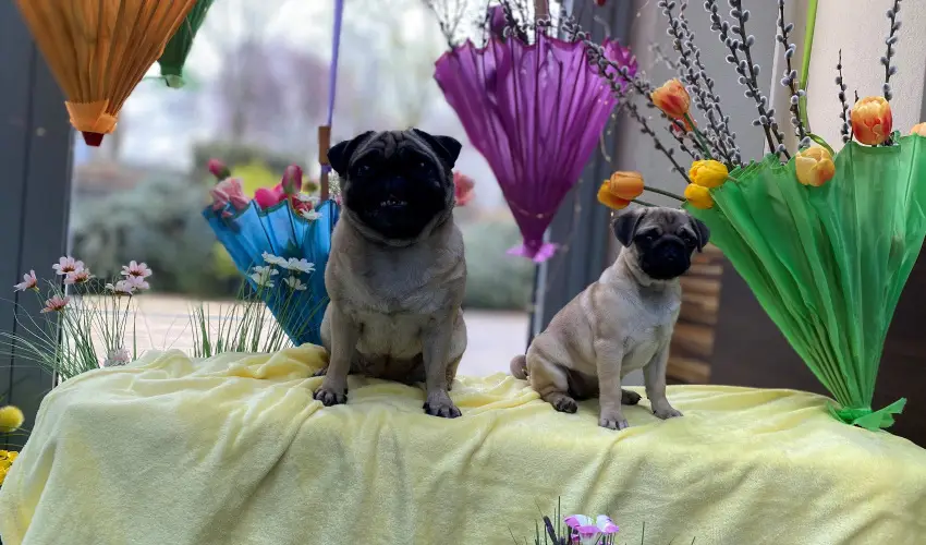 CE Plaza Hotel Sifok - Varzslatos karcsony s nnepek kztt (min. 2 j)