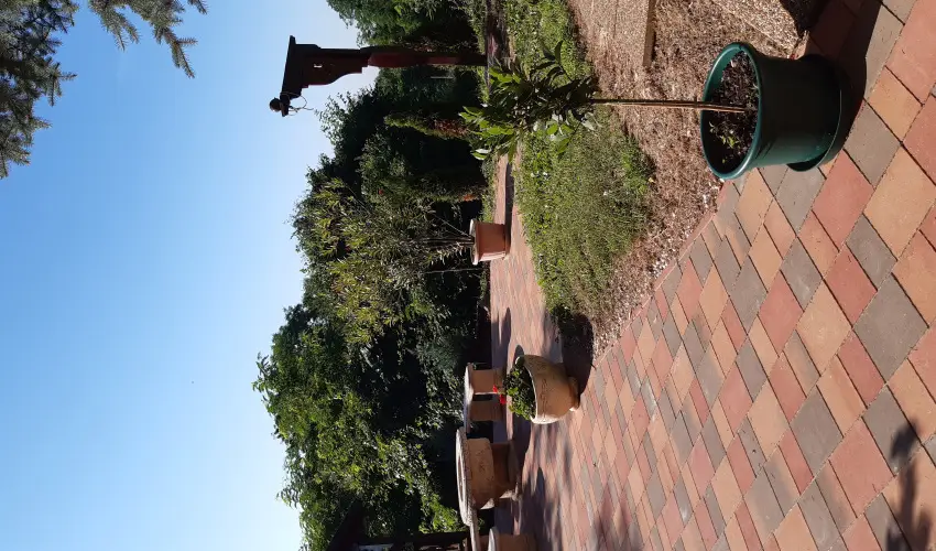 Difa Vendghz Kehidakustny - Karcsony (min. 2 j)