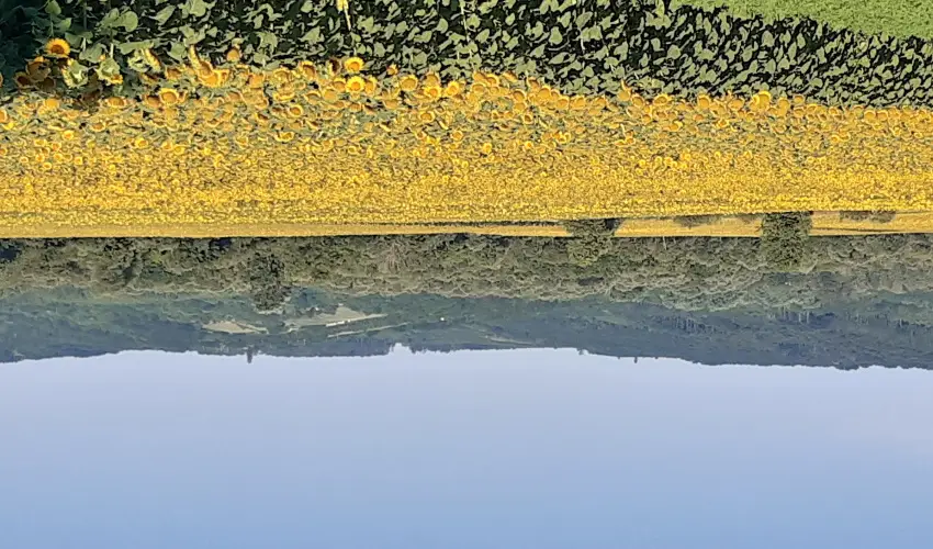 Difa Vendghz Kehidakustny - Karcsony (min. 2 j)