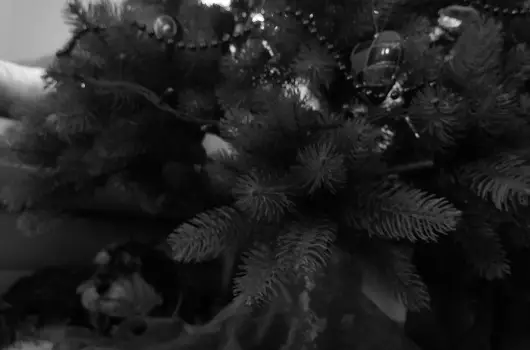 Dream Horse Apartman - Kar�csony (min. 3 �j)