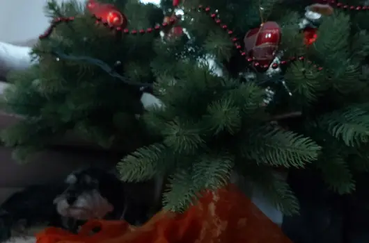 Dream Horse Apartman - Karcsony (min. 3 j)