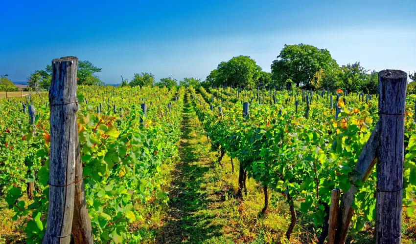 Fried Kast�ly Hotel Simontornya - Kar�csony (min. 2 �j)