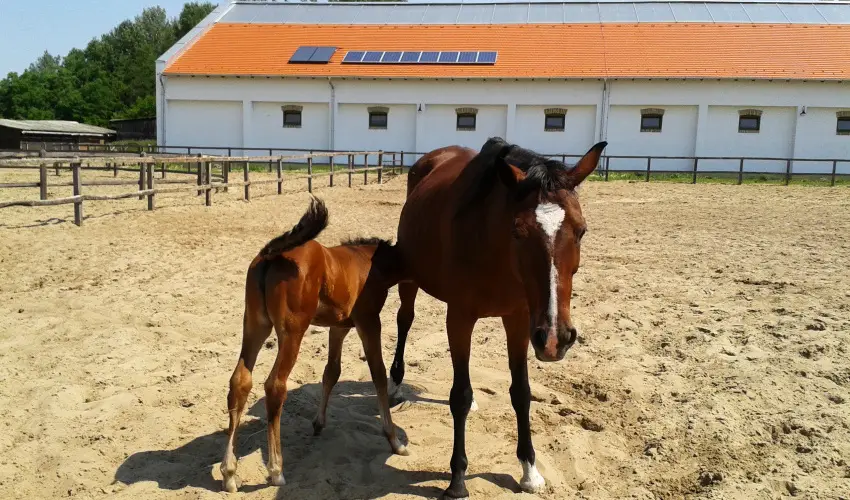 Geréby Kúria Hotel és Lovasudvar Lajosmizse - Karácsony