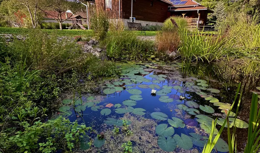 Halhza Vendghz Sirok - Karcsony (min. 2 j)