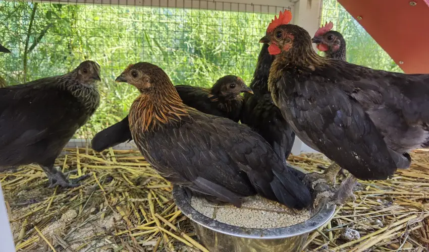 Helna Hotel & SPA Levl - Karcsony