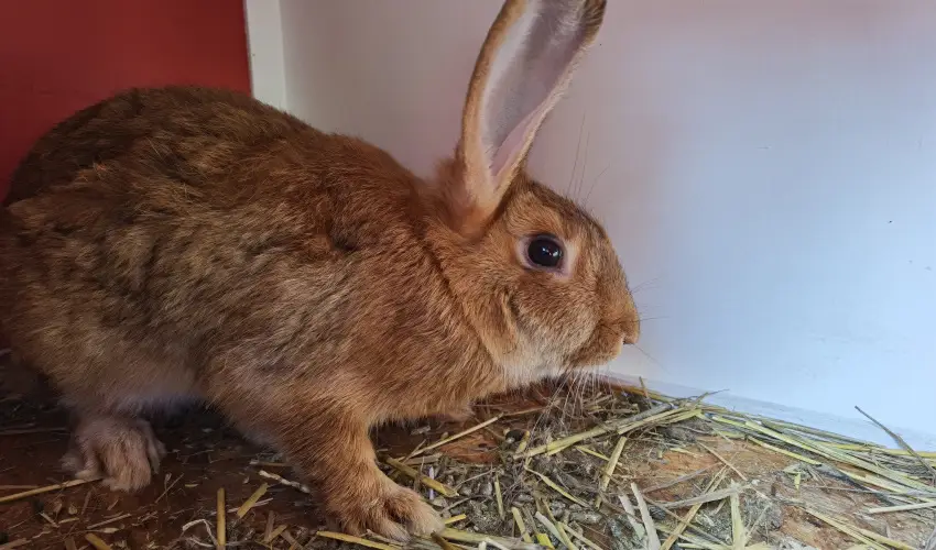 Helna Hotel & SPA Levl - Karcsony