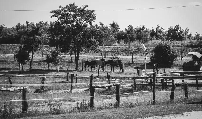 Htkti Wellness Hotel & Lovaspark Mr - Karcsony 