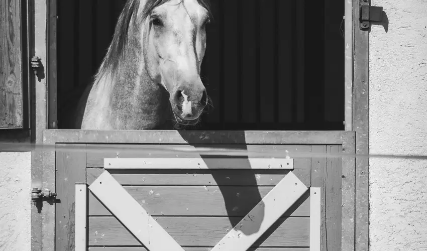 Htkti Wellness Hotel & Lovaspark Mr - Karcsony 