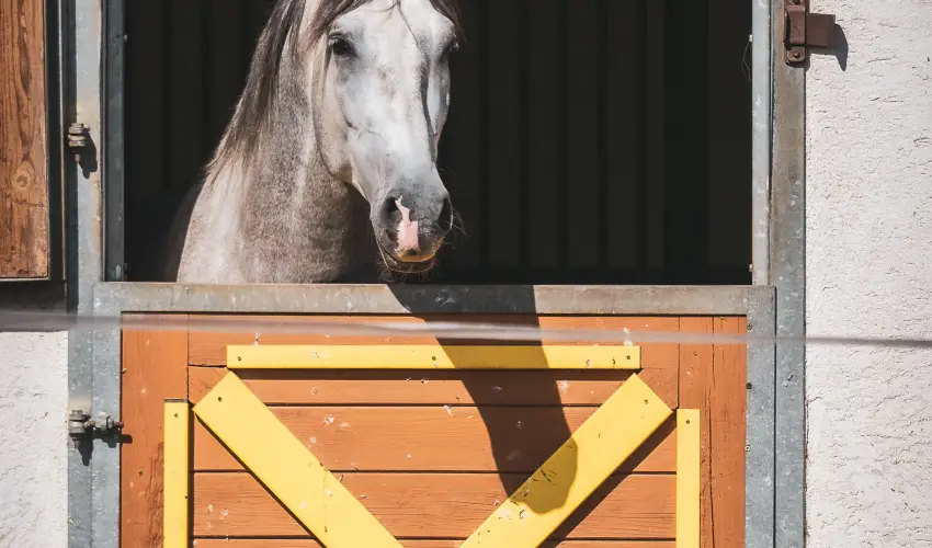 H�tk�ti Wellness Hotel & Lovaspark M�r - Kar�csony 