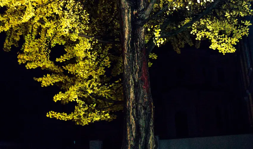 Hotel Ginkgo Hdmezvsrhely - Karcsony