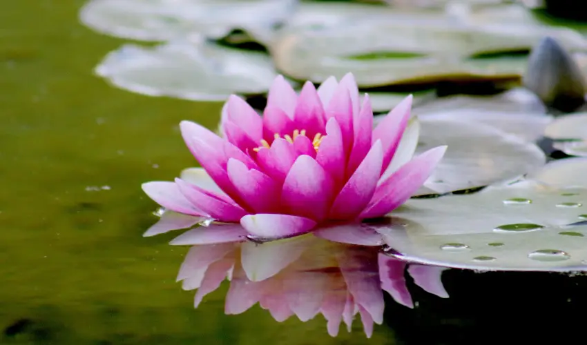 Hotel Ovit Keszthely - Meghitt karcsony a nagyi receptjeivel s szeretetvel (min. 2 j)