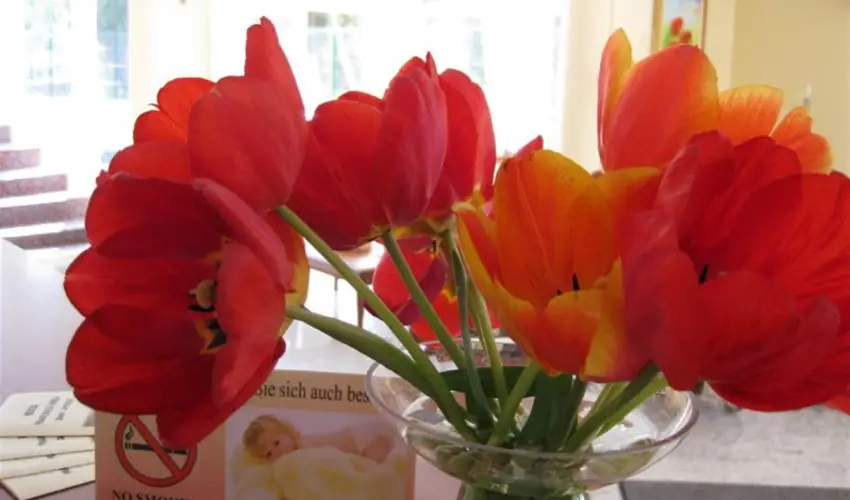 Sante Hvz Hvz - Karcsony