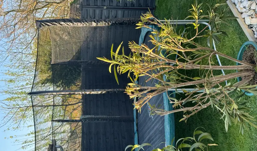 Kkmadr Vendghz Homokmgy - Karcsony