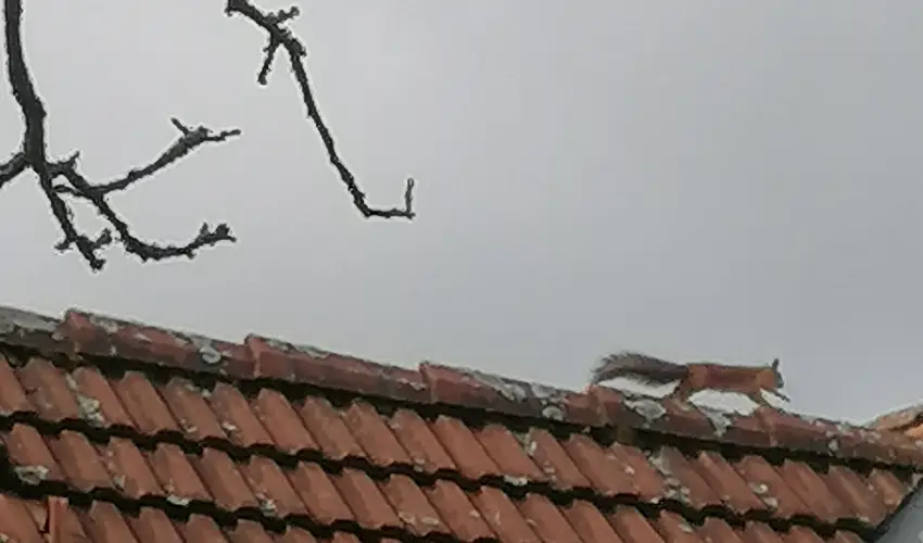 Kerka Vendghz Csesztreg - Karcsony (min. 2 j)