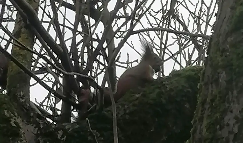 Kerka Vendghz Csesztreg - Karcsony (min. 2 j)