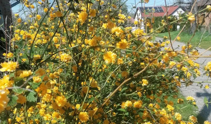 Kerka Vendghz Csesztreg - Karcsony (min. 2 j)