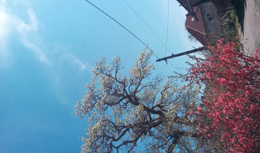 Kerka Vendghz Csesztreg - Karcsony (min. 2 j)