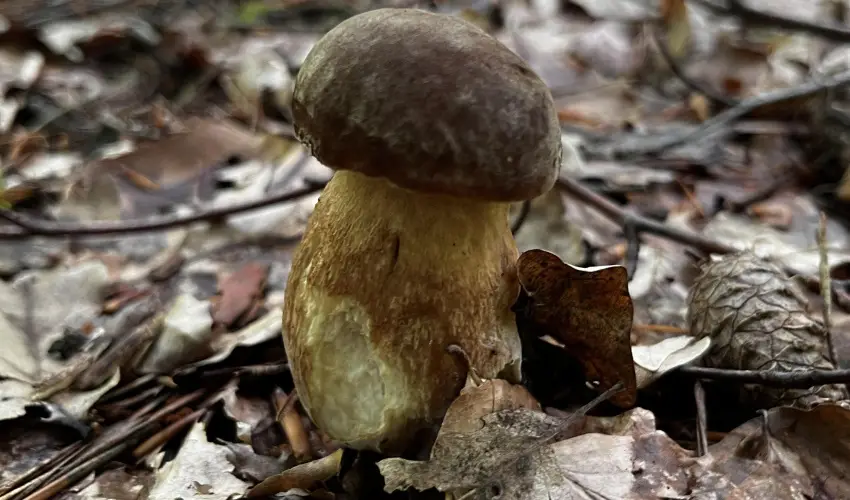 Kerka Vendghz Csesztreg - Karcsony (min. 2 j)