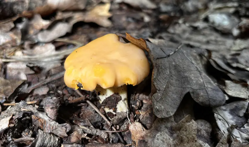 Kerka Vendghz Csesztreg - Karcsony (min. 2 j)