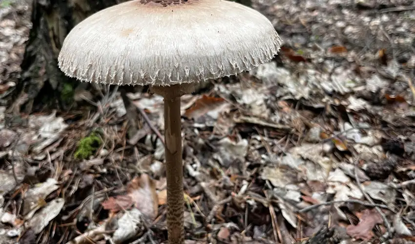 Kerka Vendghz Csesztreg - Karcsony (min. 2 j)