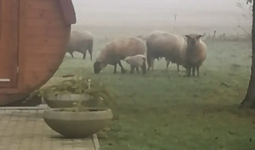 Kerka Vendghz Csesztreg - Karcsony (min. 2 j)