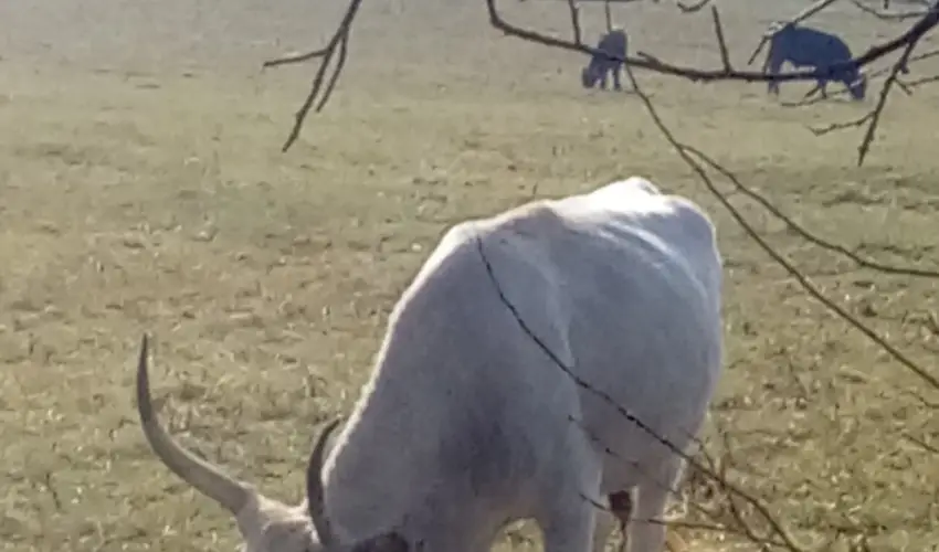 Kerka Vendghz Csesztreg - Karcsony (min. 2 j)