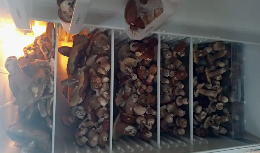 Kerka Vendghz Csesztreg - Karcsony (min. 2 j)