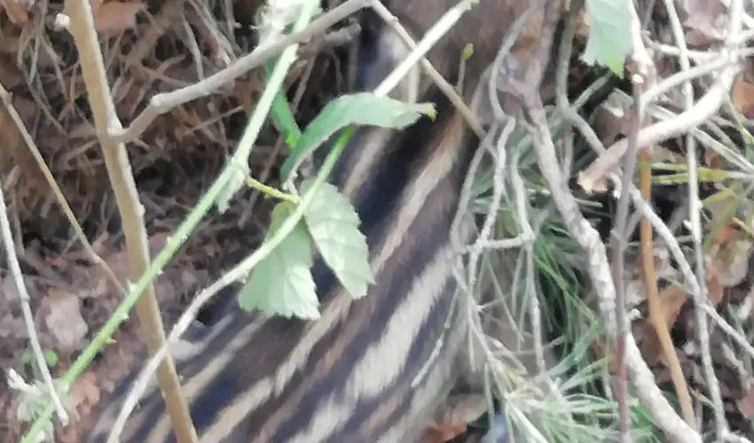 Kerka Vendghz Csesztreg - Karcsony (min. 2 j)