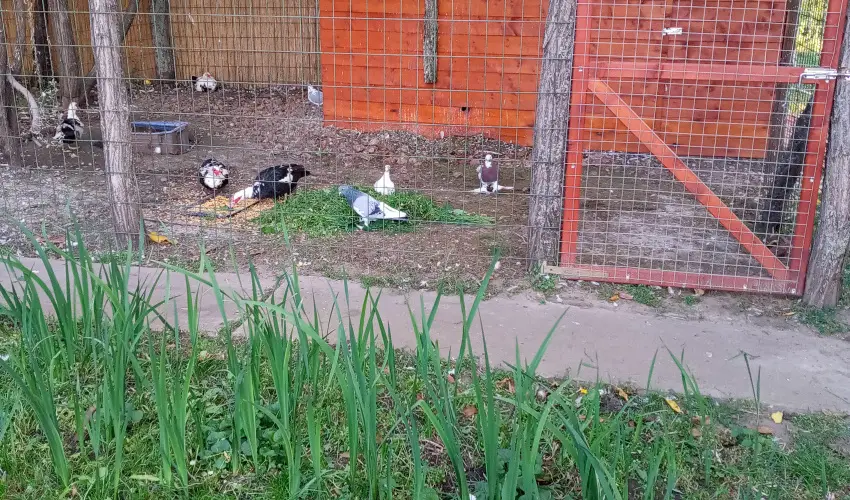 Krs Vendghz Szarvas - Karcsony (min. 3 j)