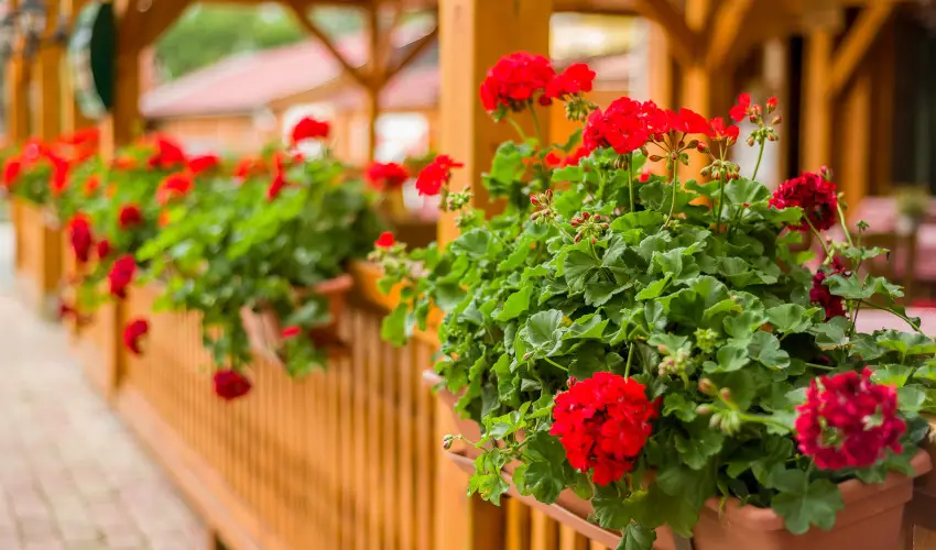 Lipicai Hotel Szilvásvárad - Karácsony