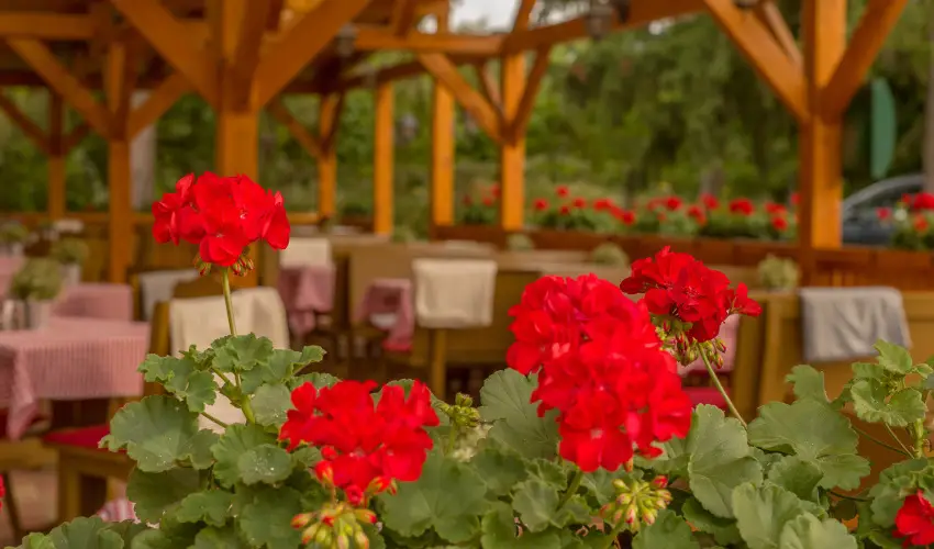 Lipicai Hotel Szilvásvárad - Karácsony